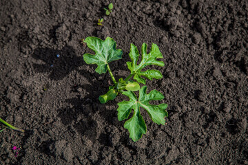 young watermelon seedlings growing on the vegetable bed