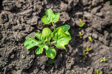 young watermelon seedlings growing on the vegetable bed