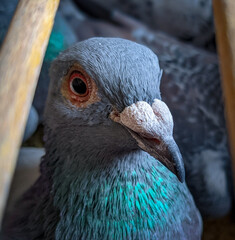 Close up portrait of pigeon with orange eye and iridescent neck
