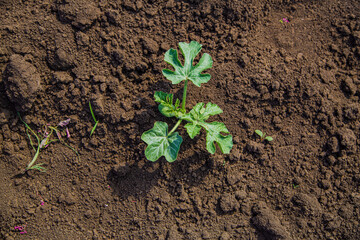 young watermelon seedlings growing on the vegetable bed