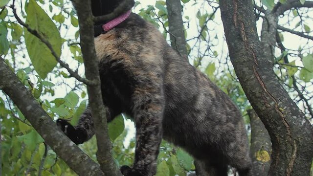 Three colored cat on branch of tree in garden. Pet walking on nature in countryside. Cat have villiage lifestyle. 
