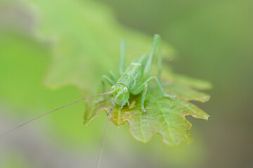 The great green bush-cricket's nymph (lat. Tettigonia viridissima), of the family Tettigoniidae, on the common oak's leaf (lat. Quercus robur), of the family Fagaceae.