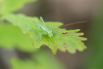 The great green bush-cricket's nymph (lat. Tettigonia viridissima), of the family Tettigoniidae, on the common oak's leaf (lat. Quercus robur), of the family Fagaceae.