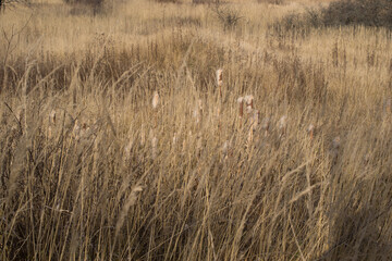 lots of reed at the bog