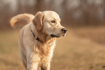 Portrait of a beautiful golden retriever dog across a meadow in autumn