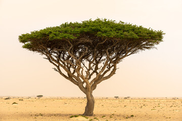 Lone tree in the desert. Oman