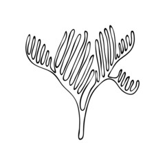 Doodle style seaweed. Marine coral reef. Seabed plant. Aquarium decor. Algae of the ocean. Hand drawn thin line art vector illustration. Isolated simple element.