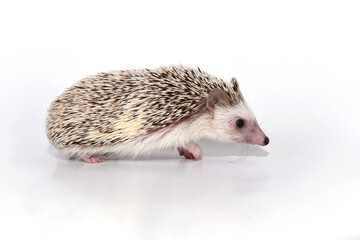 An African cute hedgehog with brown spines and needles on its back stomps on a white isolated background