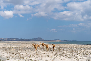 A herd of camels in the desert in Oman