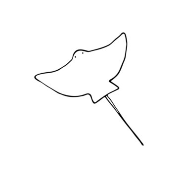 Doodle sea fish stingray. Inhabitant of the coral reef. Animal of the ocean, seabed, oceanarium. Hand drawn thin line art vector illustration. Isolated simple element.