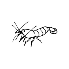 Doodle sea shrimp. Inhabitant of the coral reef. Crustacean animal of the ocean, seabed, oceanarium. Hand drawn thin line art vector illustration. Isolated simple element.