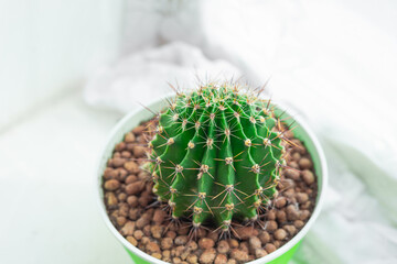 Golden ball cactus in green pot close up. Single exotic plant for home interior with copy space.