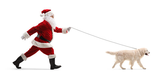 Full length profile shot of a santa claus running with a retriever dog on a lead