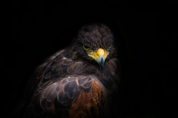 A desert buzzard closeup creative edit, copy space