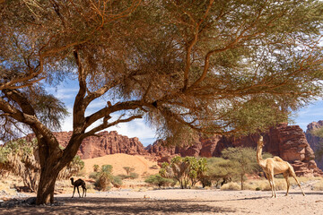 Camels eating leaces from the tree in the sandstone canyon of Wadi Al Disah (Valley of the Palms)....