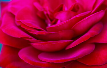 Delicate red rose petals. Macro shot of an unfurled fragrant rosebud in spring or summer garden....