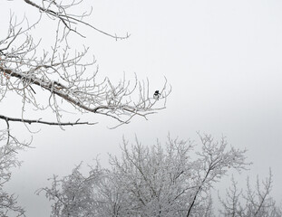 King fisher bird perches on a branch for a moment on a frosted misty morning  