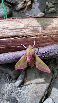 「ベニスズメ」の写真素材 1,624件の無料イラスト画像 Adobe Stock