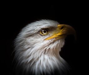A bald eagle closeup creative edit, copy space