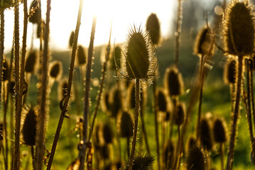 wheat field at sunset