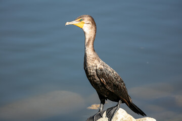 Merganser at a Lake Standing on a Rock Sunning Drying and Performing  Thermoregulation to Control its Temperature and Resting on Shore