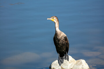 Merganser at a Lake Standing on a Rock Sunning Drying and Performing  Thermoregulation to Control its Temperature and Resting on Shore