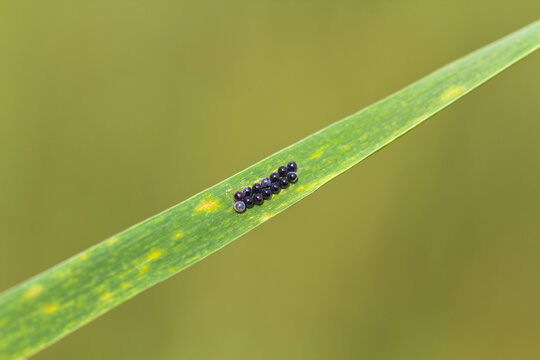 Pest eggs laid on wheat leaves. Beetle eurygaster integriceps.
