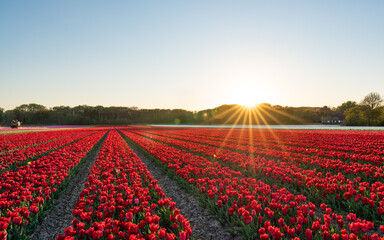 Field of tulips and windmill during sunset