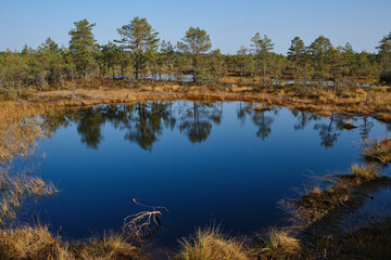 Beautiful natural landscape in Lahemaa National Park in Estonia. Viru Raba swamp in autumn. Travel...