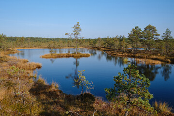 Beautiful natural landscape in Lahemaa National Park in Estonia. Viru Raba swamp in autumn. Travel and exploration. Tourism and travel concept image, fresh and relaxing image of nature - obrazy, fototapety, plakaty