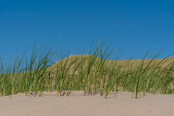 Sand dunes and grass