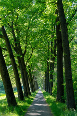 footpath in the forest during spring 