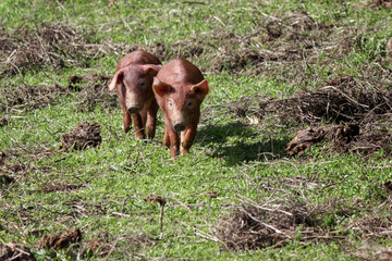 Lechones de cerdo ibérico cruzados con Duroc criado con bellota en la dehesa de Extremadura en una...