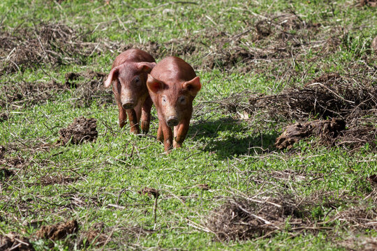 Lechones de cerdo ib&eacute;rico cruzados con Duroc criado con bellota en la dehesa de Extremadura en una piara de guarros de pata negra rodeados de encinas.