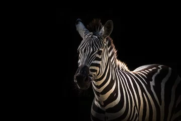 Fototapeten Eine kreative Bearbeitung in Zebra-Nahaufnahme, Kopierbereich © Marrow83