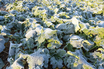 Close-up of frost leaves of green autumn winter rape plants. Early morning in late autumn.