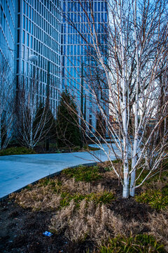 Birch outside Malmo Live Towers, Malmo, Sweden