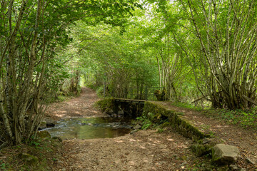 stream in the woods, Morvan, France