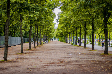 Tree alley in Berlin, Germany