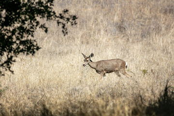 A Yearling Doe in a California Grassy Field Next to a Tree Blending into the Environment and Using Color for Camouflage