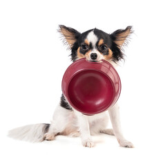 Chihuahua holding a bowl in his mouth
