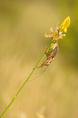 male epiphyte or large grasshopper on a broom stem
