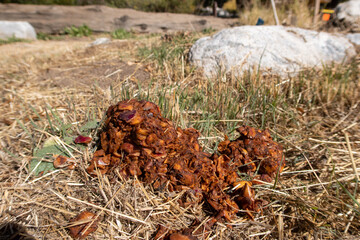 Bear Poop Scat Found on a Forest Apple Orchard Road with Chunks of Apples and other Matter with Seeds Displaying the Distribution of Seeds and Movement of Plants by Offering Animals Food