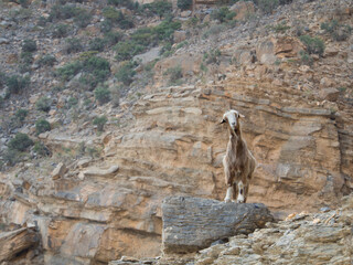Close up view to the wild goat in the Middle East of Oman mountains standing on the rock.