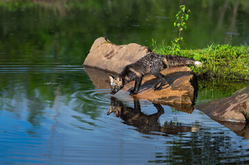 Cross Fox Adult (Vulpes vulpes) Nose to Water on Slanted Rock Reflected Summer