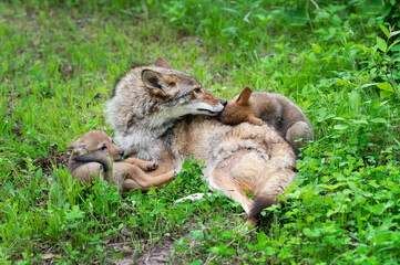 Adult Coyote (Canis latrans) Sniffs at Pup Head Summer