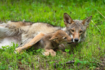 Adult Coyote (Canis latrans) Gets Licked in Face by Pup Summer