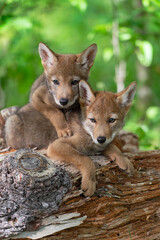 Coyote Pups (Canis latrans) Look Out Stacked on Log Summer