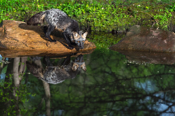 Cross Fox Adult (Vulpes vulpes) At Edge of Rock Reflected in Water Summer
