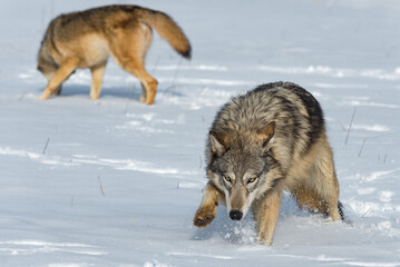 Grey Wolf (Canis lupus) Charges Forward Through Snow Second in Background Winter